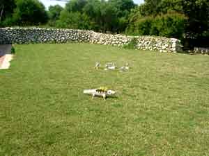 Agroturismo binissafullet